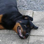 Rottweiler Kovo