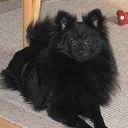 Pomeranian Samson