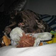 Amerikansk cocker spaniel PRINSESSE Tessa