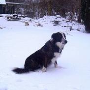 Border collie Fie (forældres)