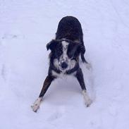 Border collie Fie (forældres)