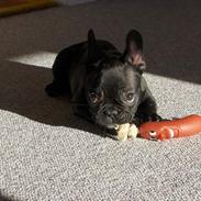 Fransk bulldog Charlie