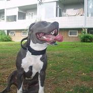 Amerikansk staffordshire terrier Malik