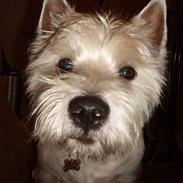 West highland white terrier oliver