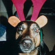 Blanding af racer Emma  *død*