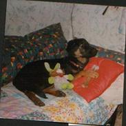 Blanding af racer Emma  *død*