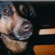 Blanding af racer Emma  *død*