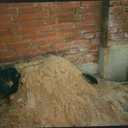 Blanding af racer Emma  *død*