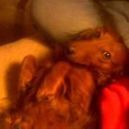 Dværggravhund Herbert <'3 