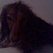 Dværggravhund Herbert <'3 