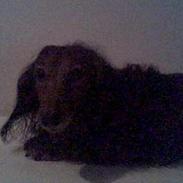 Dværggravhund Herbert <'3 