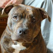 Staffordshire bull terrier  mann2