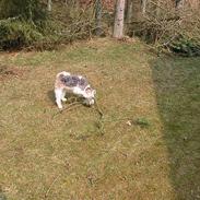 Ruhåret foxterrier Fussy