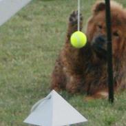 Chow chow Lazie (død 15/2-07)