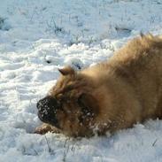 Chow chow Lazie (død 15/2-07)