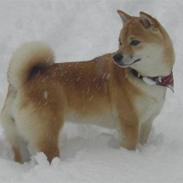 Shiba Shiko