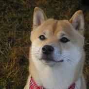 Shiba Shiko