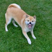 Shiba Shiko