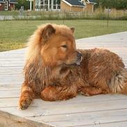 Chow chow Lazie (død 15/2-07)