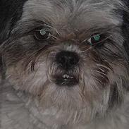 Shih tzu Kiara