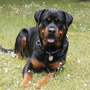 Rottweiler Tea