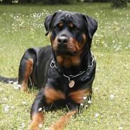 Rottweiler Tea