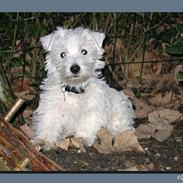 West highland white terrier Chewbacca