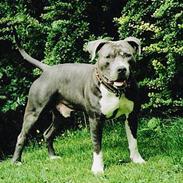 Amerikansk staffordshire terrier Malik