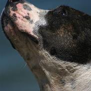 Amerikansk staffordshire terrier Northern Amstaffs Freya 