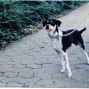 Dansk svensk gaardhund hans (død 29/4-2006)