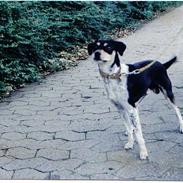 Dansk svensk gaardhund hans (død 29/4-2006) 