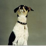 Dansk svensk gaardhund hans (død 29/4-2006) 