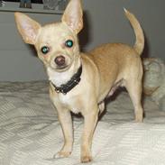 Chihuahua AA-TAYSON