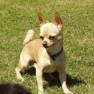 Chihuahua AA-TAYSON