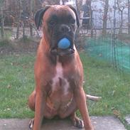 Boxer Lucy