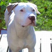 Amerikansk staffordshire terrier Balou