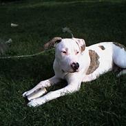 Amerikansk staffordshire terrier Balou