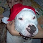 Amerikansk staffordshire terrier Balou