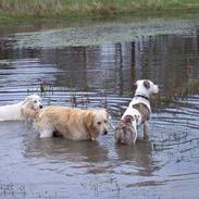 Amerikansk staffordshire terrier Balou