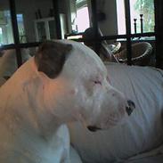 Amerikansk staffordshire terrier Balou