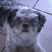 Shih tzu Kiara