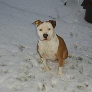 Amerikansk staffordshire terrier Mille