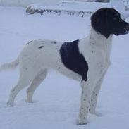 Kleiner münsterländer Asja