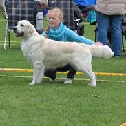 Golden retriever Golden Maid Rocking Boy 