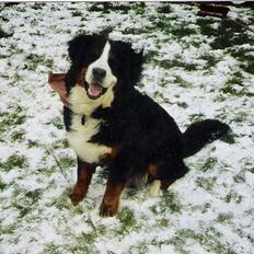 Berner sennenhund Boomer *R.I.P*