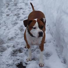 Amerikansk staffordshire terrier Hannibal