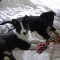 Karelsk bjørnehund Zago