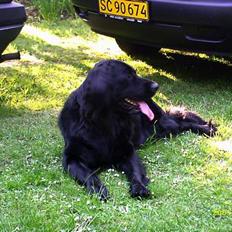 Blanding af racer Bamseline