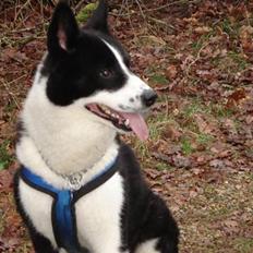 Karelsk bjørnehund Qato DØD  R.I.P 5/3-06