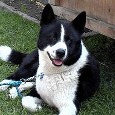 Karelsk bjørnehund Qato DØD  R.I.P 5/3-06
